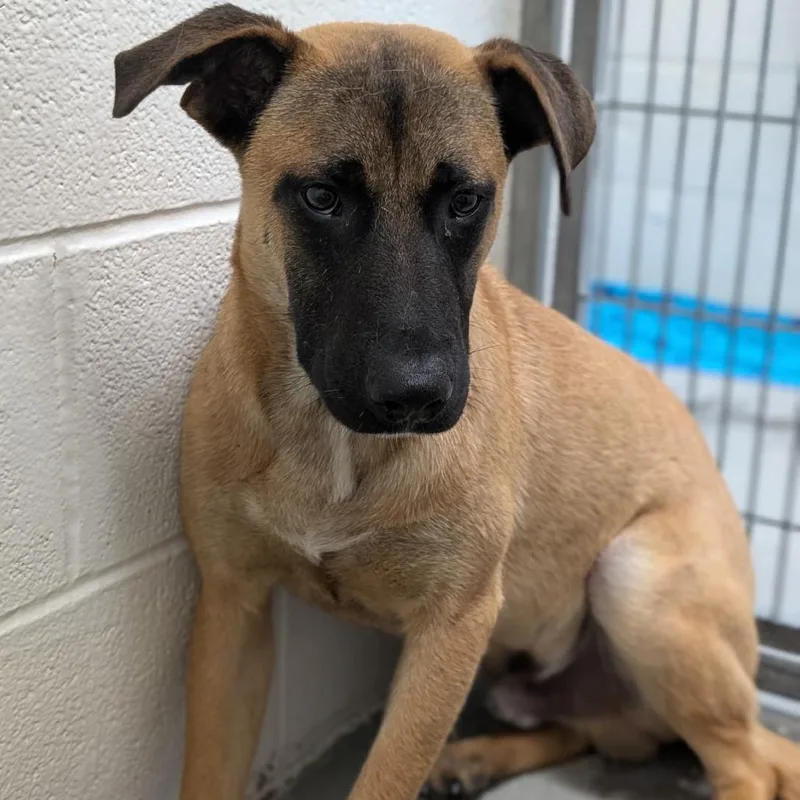 A young small-sized male Yellow / Tan / Blond / Fawn Black Mouth Cur dog named Cyrus for adoption in Buchanan Dam, TX