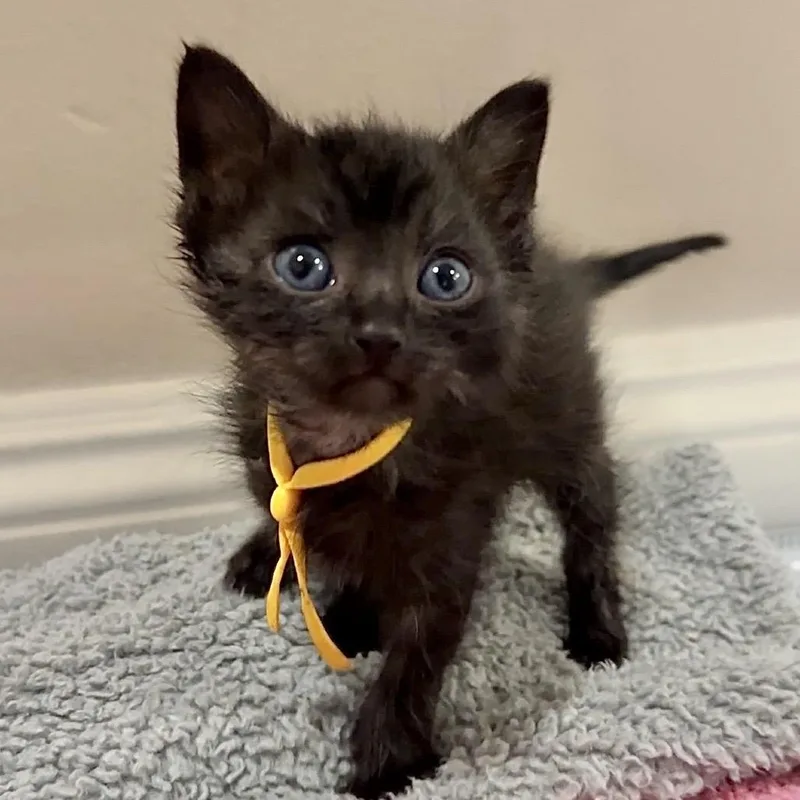 A baby small-sized male Black Domestic Short Hair cat named Left Door Knocker for adoption in Westminster, CA