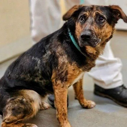 An adult medium-sized female Black Mixed Breed dog named Millie for adoption in Buffalo, MN