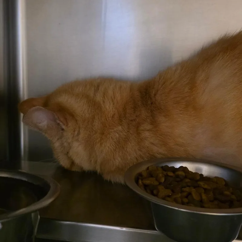 A young medium-sized male Orange / Red Domestic Short Hair cat named Horatio for adoption in Bristol, IN