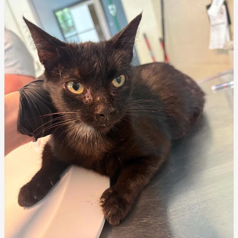 A senior medium-sized female Black Domestic Short Hair cat named Hershey for adoption in Huntington, WV