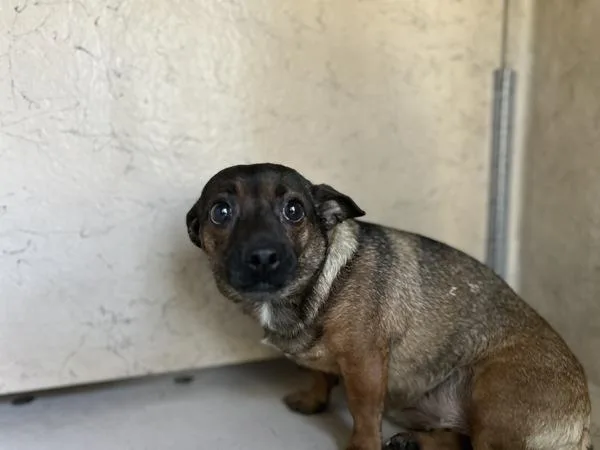 An adult small-sized female Chihuahua dog named Honey for adoption in Victorville, CA