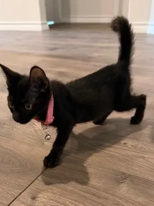 A baby small-sized female Domestic Short Hair cat named Fenway for adoption in San Antonio, TX