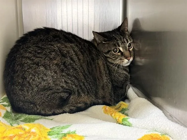 An adult medium-sized female Domestic Short Hair cat named Chilly for adoption in Colorado Springs, CO