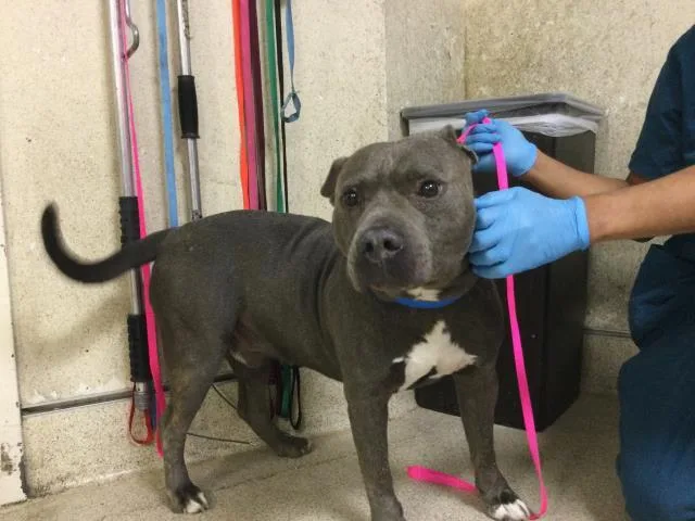 An adult medium-sized male Pit Bull Terrier dog named Buddy for adoption in Riverside, CA
