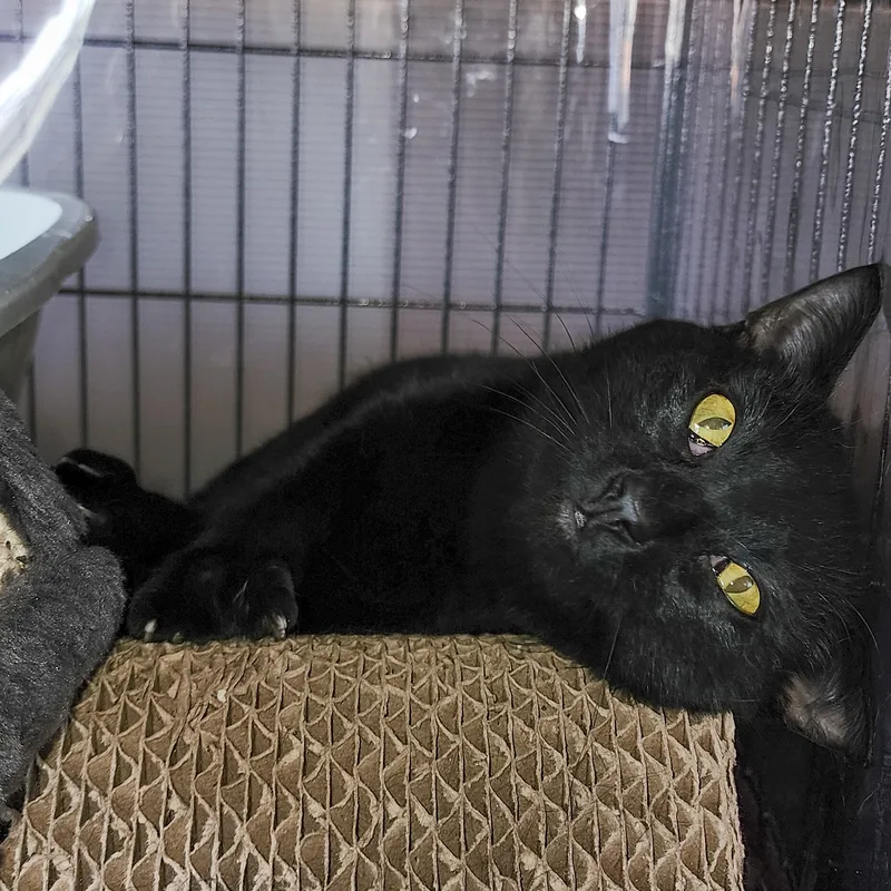 A young medium-sized male Black Bombay cat named Pepper for adoption in Benicia, CA