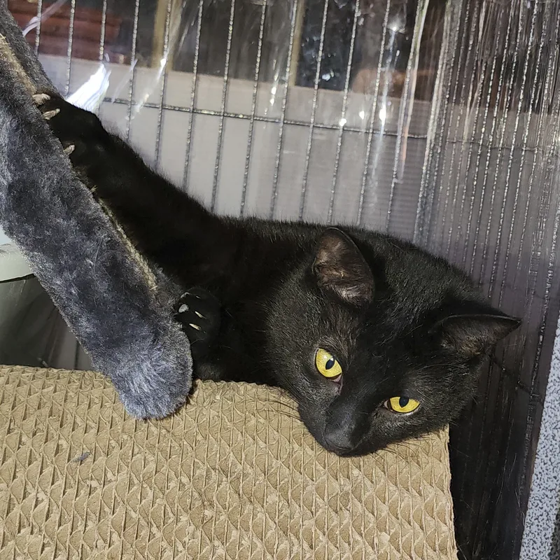 Pepper thumbnail 3