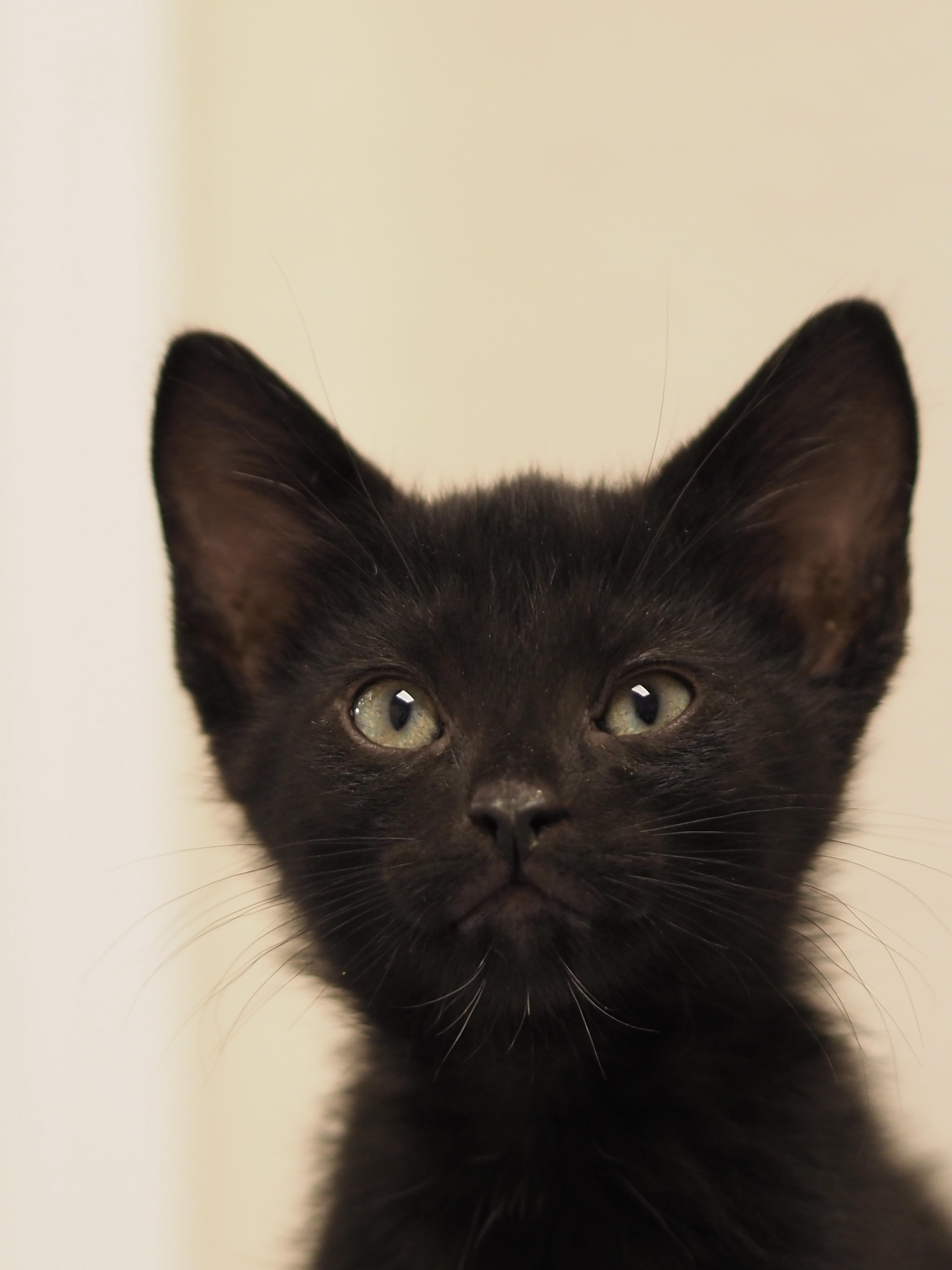 A young medium-sized male Black Domestic Short Hair cat named Monday for adoption in Buena Vista, CO