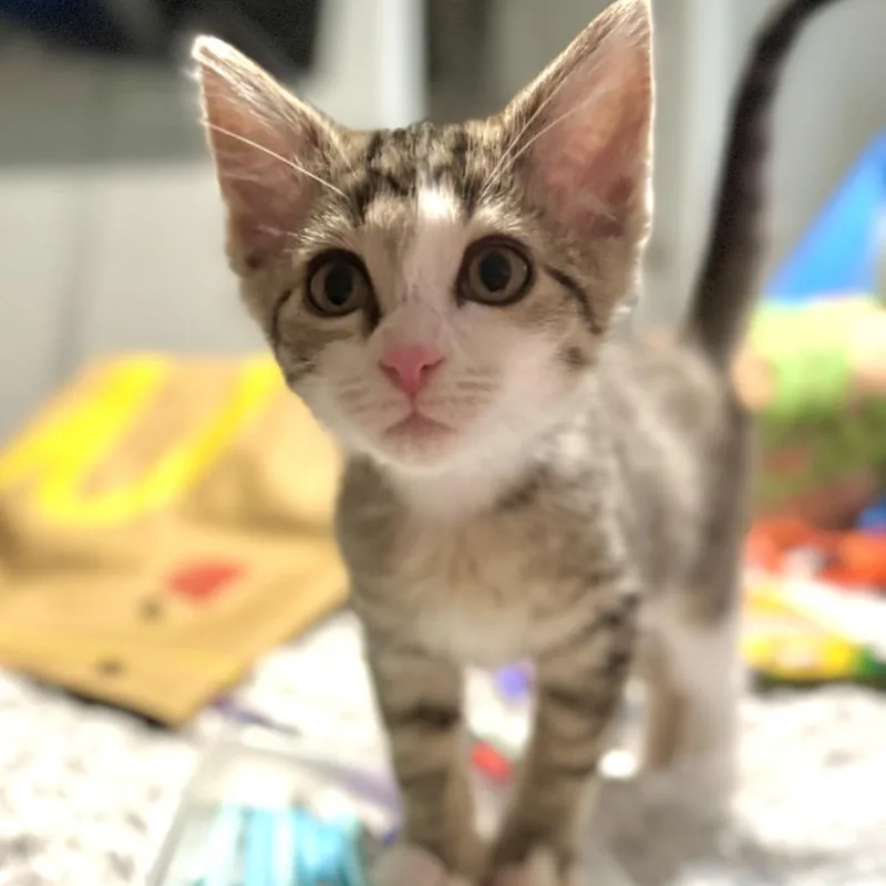 A baby small-sized male Brown / Chocolate Domestic Short Hair cat named Birch for adoption in Granville, OH