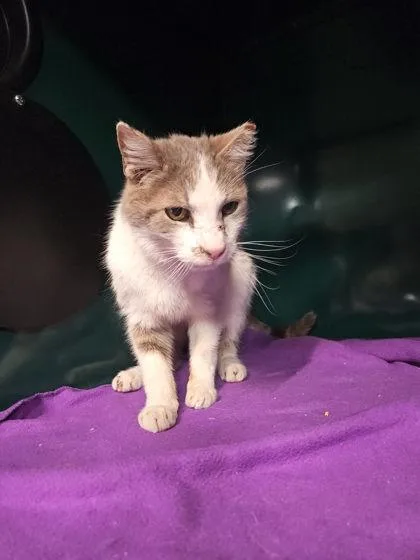 A senior large-sized male Gray / Blue / Silver Domestic Short Hair cat named Bernie for adoption in El Paso, TX