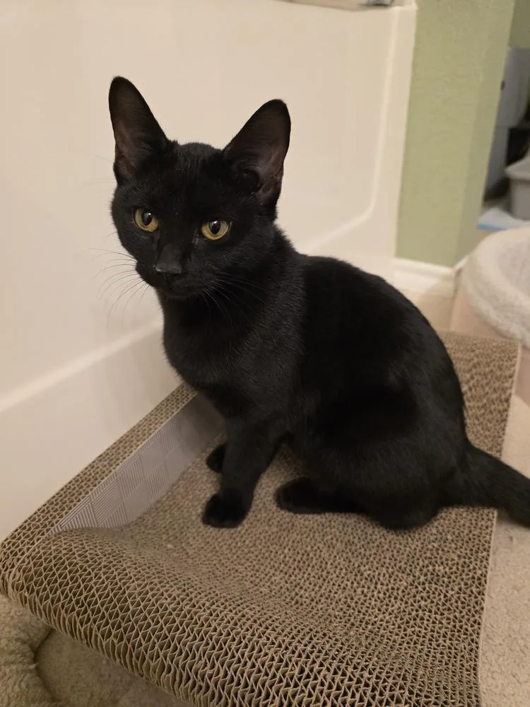 Brickette thumbnail 2