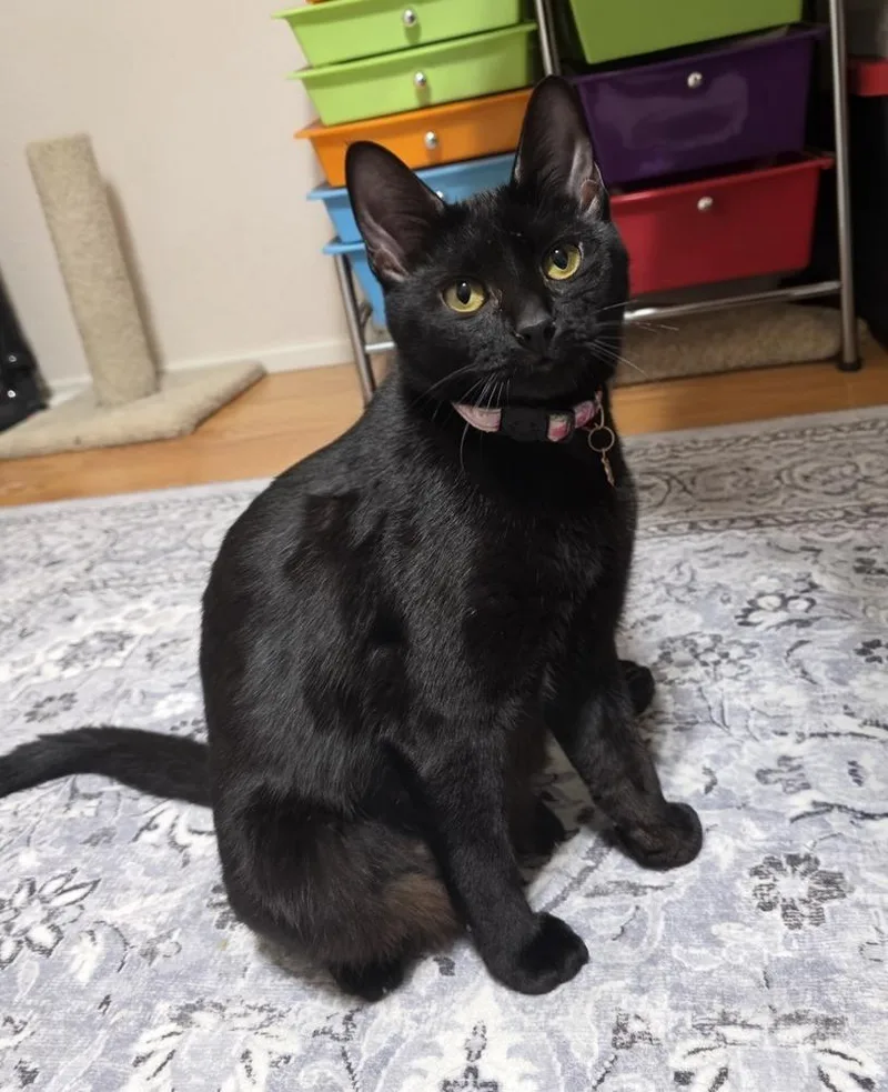 Brickette thumbnail 3