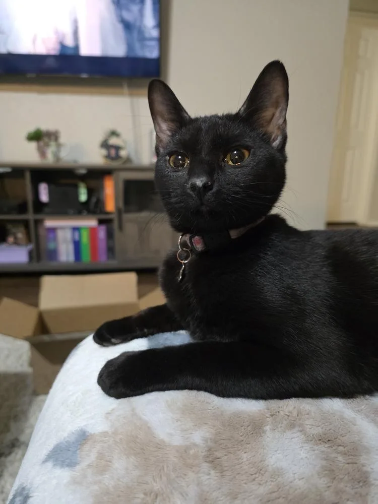 Brickette thumbnail 4