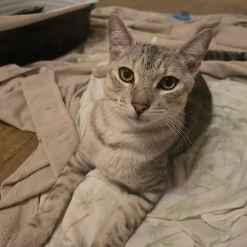 Sascha