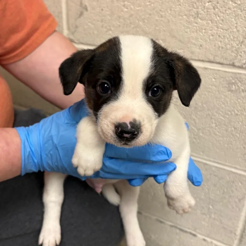 A baby small-sized male White / Cream Mixed Breed dog named Sneezy for adoption in East Hanover, NJ