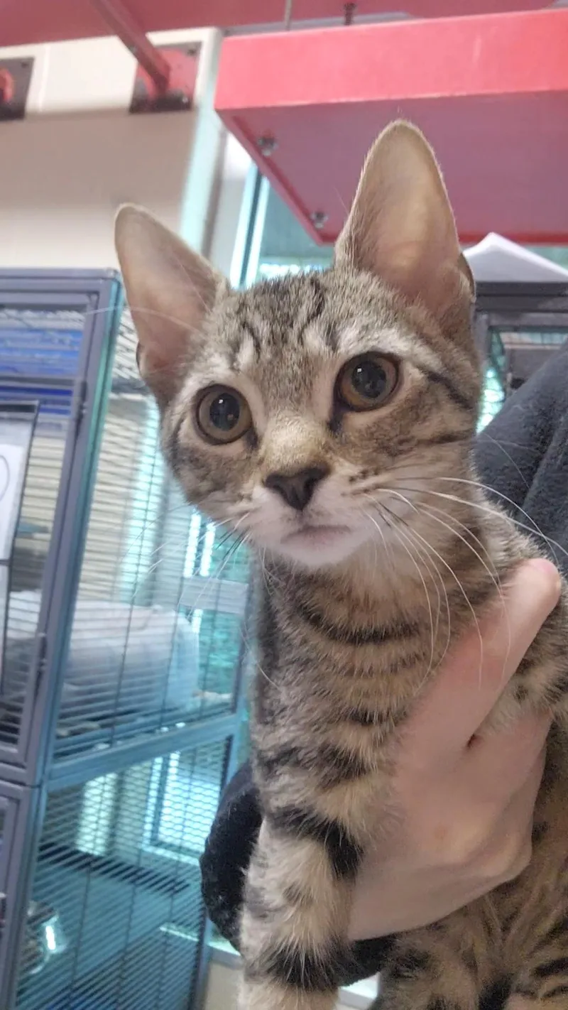 A baby medium-sized male Tabby (Brown / Chocolate) Domestic Short Hair cat named AppleJack for adoption in Charleston, SC