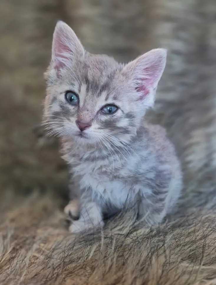 A baby medium-sized male Tabby (Gray / Blue / Silver) Tabby cat named Squid for adoption in Ypsilanti, MI