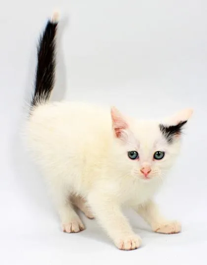 A baby small-sized male Domestic Short Hair cat named Checkers for adoption in Morton Grove, IL