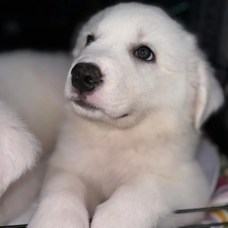 Polar