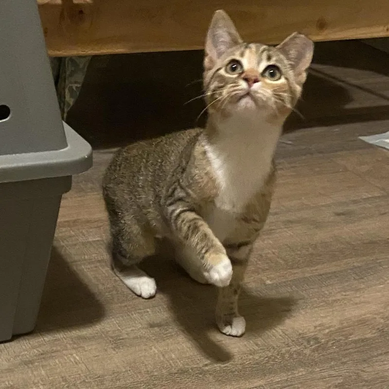 A baby small-sized female Orange / Red American Shorthair cat named Talia for adoption in Chattanooga, TN