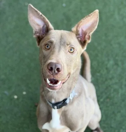 A young large-sized male Australian Kelpie dog named Boa for adoption in Sacramento, CA
