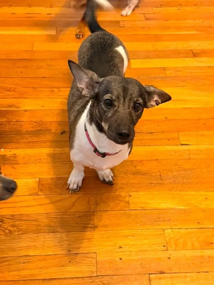 A young small-sized female Bicolor Terrier dog named Roxy for adoption in Manhattan, KS