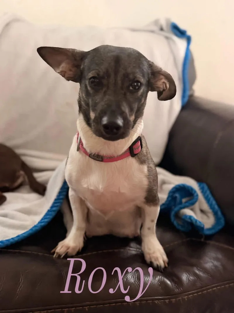 Roxy thumbnail 4