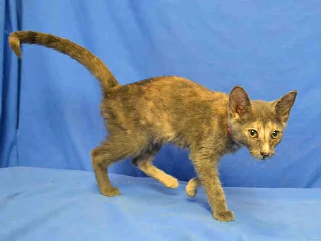 A senior small-sized female Domestic Short Hair cat named Sasha for adoption in Saint Louis, MO