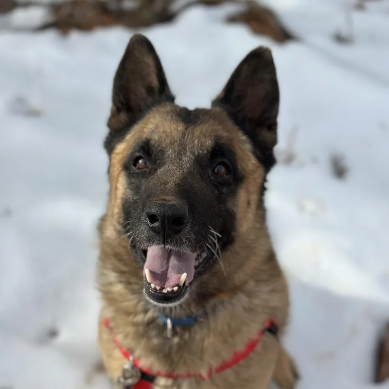 A senior large-sized male Black Belgian Shepherd / Malinois dog named Wolfgang for adoption in Branford, CT