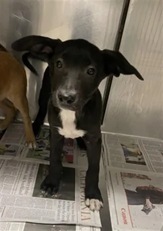 A baby small-sized male Black Mouth Cur dog named Moe for adoption in Van Nuys, CA
