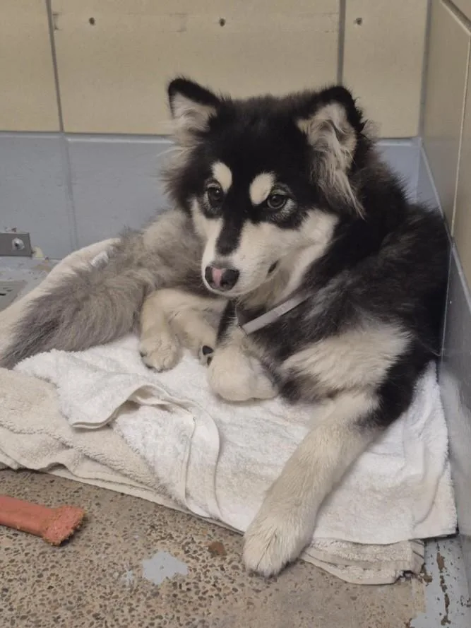 A young medium-sized female Siberian Husky dog named Skyler for adoption in Houston, TX