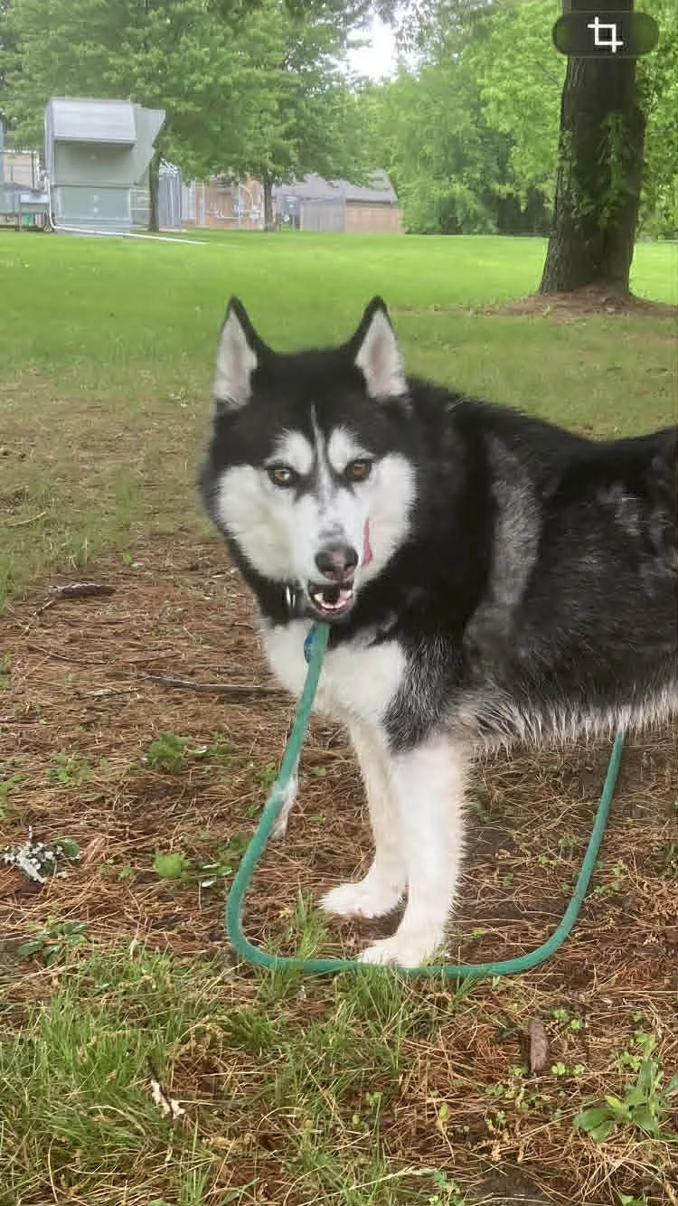 An adult large-sized female Black Husky dog named Frya for adoption in Springfield, IL