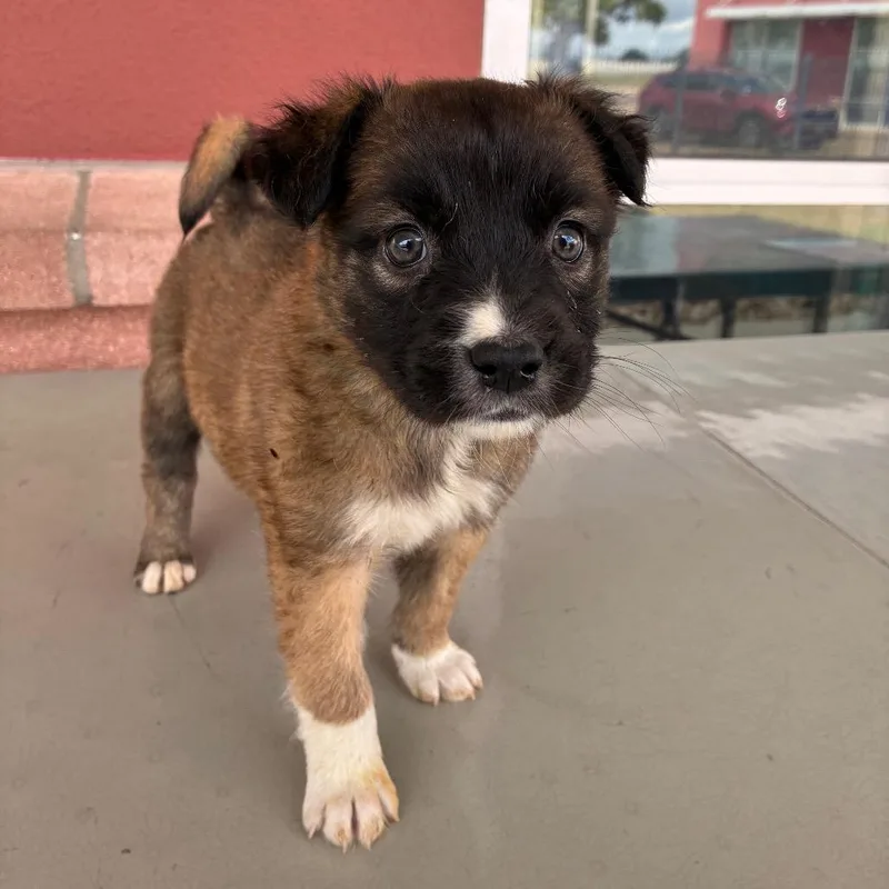 A baby small-sized female Brown / Chocolate Shepherd dog named Blossom for adoption in San Antonio, TX