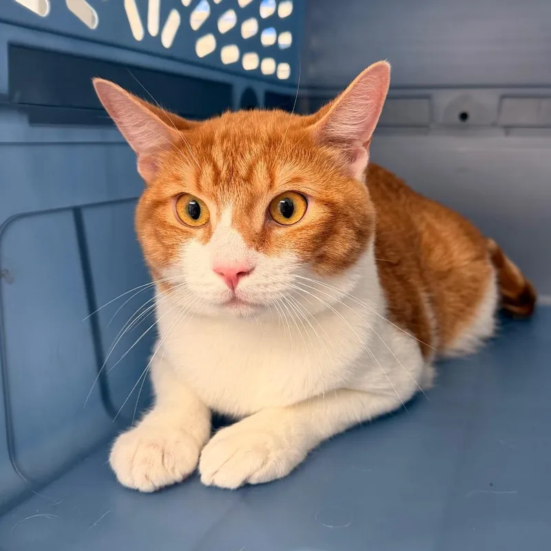 An adult large-sized male Domestic Medium Hair cat named Willie for adoption in Indianapolis, IN