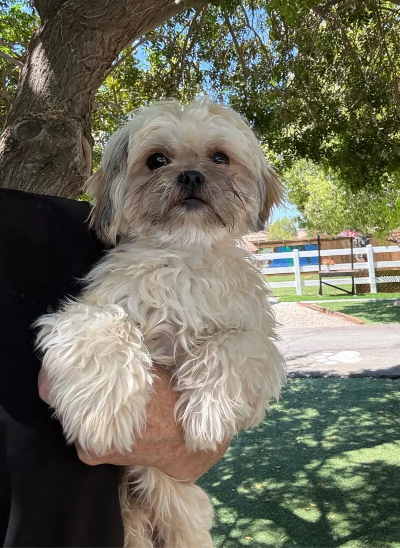 A young small-sized male White / Cream Shih Tzu dog named Mushu for adoption in Temecula, CA