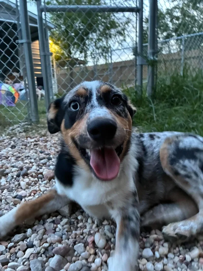 Remi