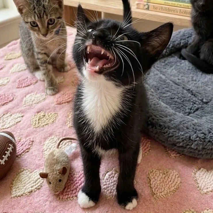 A baby medium-sized male Domestic Short Hair cat named Catniss for adoption in Boca Raton, FL