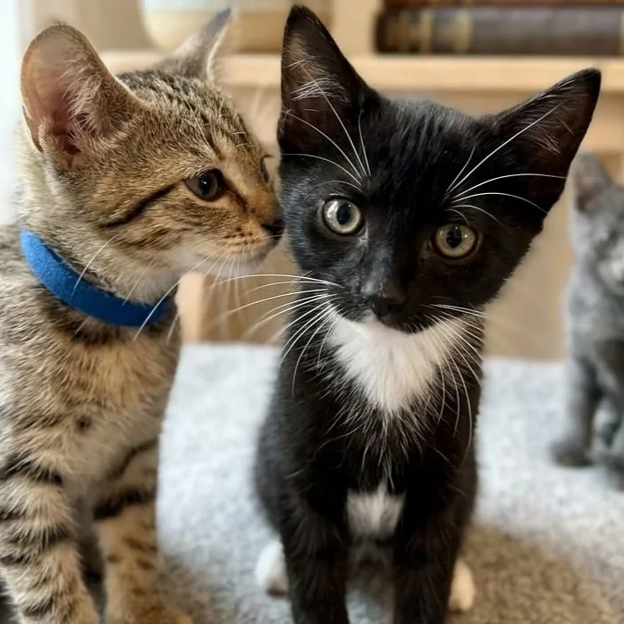 Catniss thumbnail 2