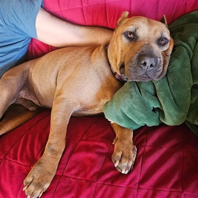 An adult large-sized male Shar-Pei dog named Cappy for adoption in Alameda, CA