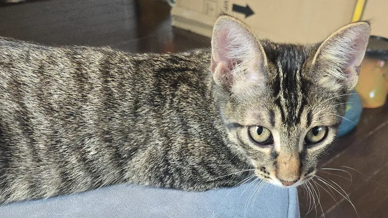 Hugsy And Meer thumbnail 5