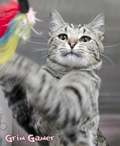 An adult medium-sized male Domestic Short Hair cat named Grim Gamer for adoption in Mason, MI