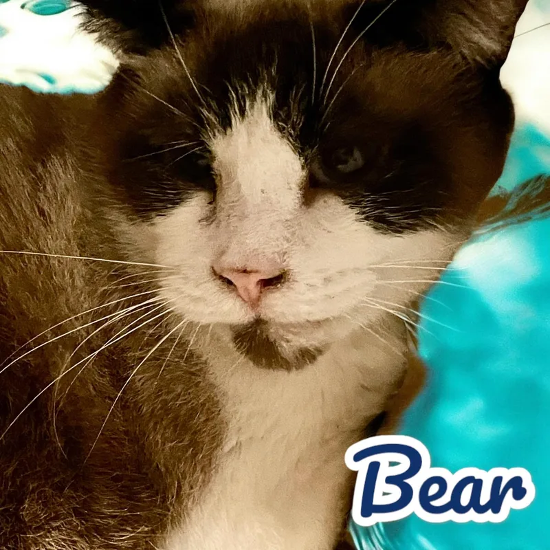 Bear  Md thumbnail 3