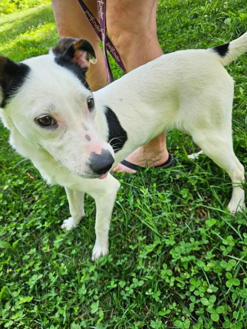 A young small-sized female Terrier dog named Dottie for adoption in Hilham, TN