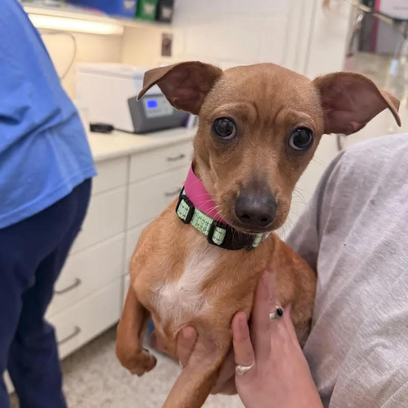 A young small-sized female Chihuahua dog named Boots for adoption in Bradenton, FL