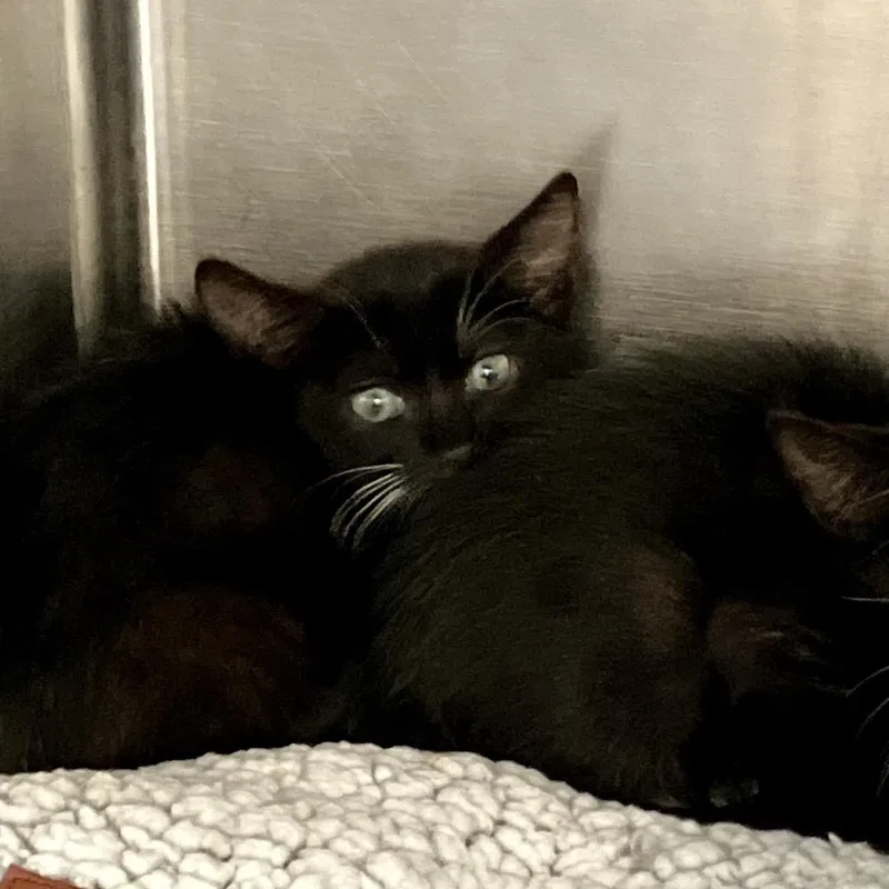 A baby small-sized female Black Domestic Short Hair cat named Marsha for adoption in Port Charlotte, FL