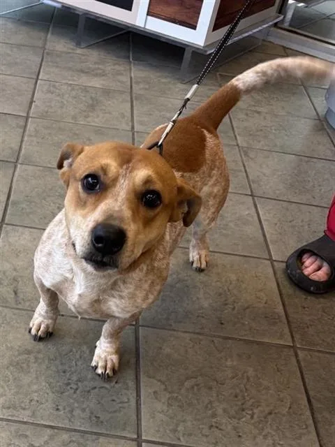 A young medium-sized male Terrier dog named Fireball for adoption in San Antonio, TX