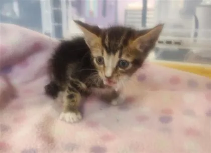 A baby small-sized male Black Domestic Short Hair cat named 61211729 for adoption in El Paso, TX