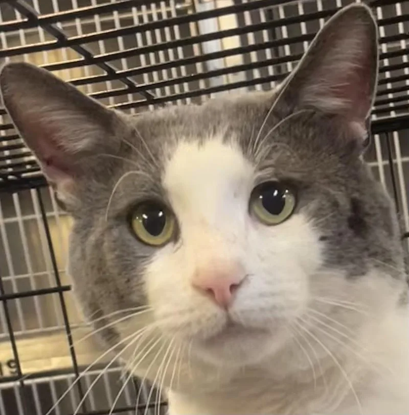 An adult large-sized male Gray & White Domestic Short Hair cat named Jasper for adoption in Southbury, CT