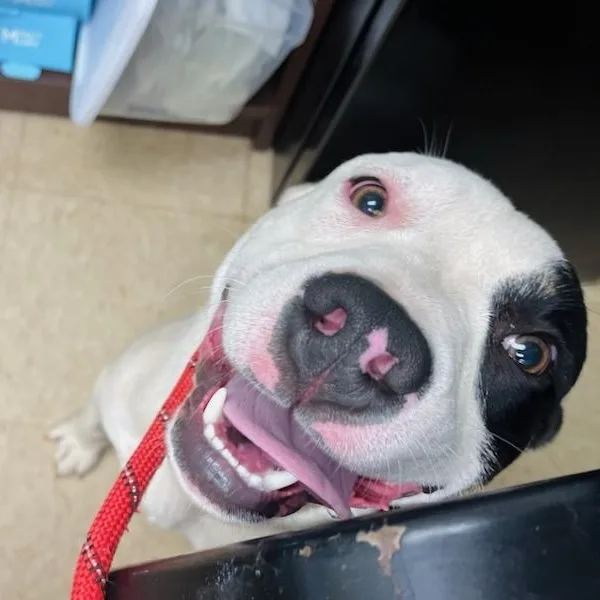 A young medium-sized male White / Cream Hound dog named Spud Elmer for adoption in Martinsville, VA