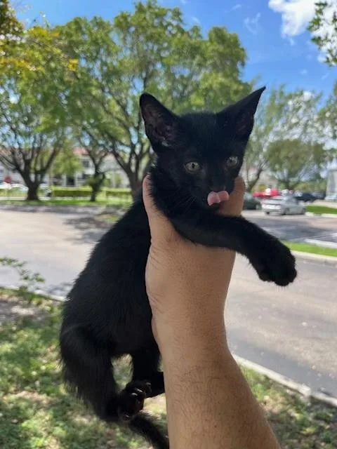 A baby small-sized male Domestic Short Hair cat named Storm for adoption in Miami, FL
